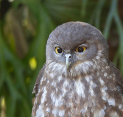Owl photo. Owls of Australia. Portrait of owl. birds of prey. Macro photo. 