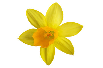 yellow daffodil flower on a white background