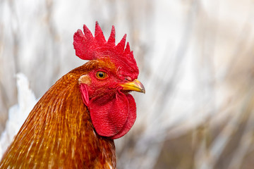 Portrait of brown rooster in profile on light blurred background_