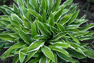 Green and white hosta grows on the lawn in the garden close-up. View from above - obrazy, fototapety, plakaty