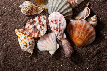 Collection of seashells on brown sand