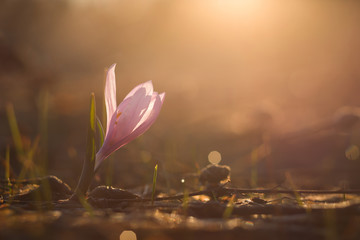 first spring flowers Bulbocodium versicolor at sunrise