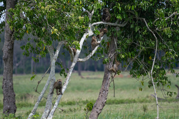 Baby baboons play in a tree