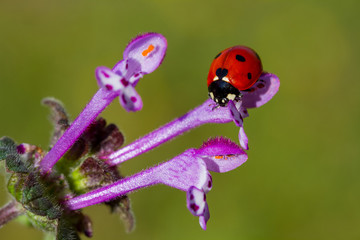 Ladybug and flower on sun