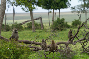 Family of baboons sitting on a fallen tree branch in a green field