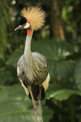 Fototapeta premium Crowned crane em foz do Iguaçu