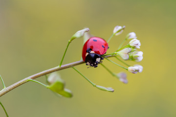 Ladybug and flower on sun