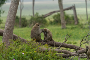 Monkeys grooming each other on a fallen branch in a green pasture
