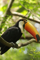 Toucan in a tree in Parque das Aves, Foz do Iguaçu, Brasil