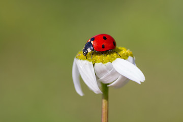 ladybug sits on a flower