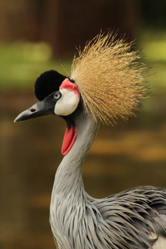 Grey crowned crane in Parque das Aves, Foz do Igua&ccedil;u, Brasil