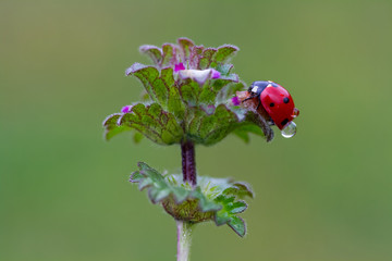 Ladybug and flower on sun