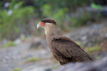 bird of prey