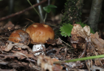 mushrooms in the forest