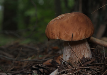 mushroom in the forest
