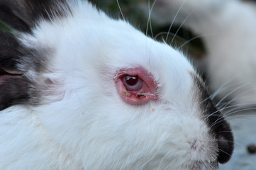 Sick rabbit for myxomatosis © orestligetka