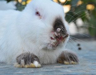 Sick rabbit for myxomatosis © orestligetka