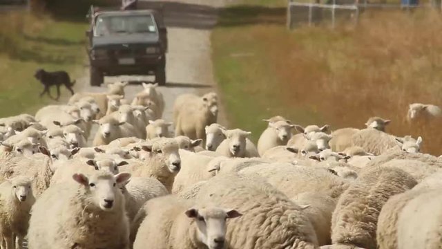 shepherd dogs moving a sheep herd to new pastures