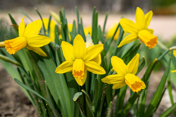 Yellow spring flowers. Spring yellow daffodils. Spring background.