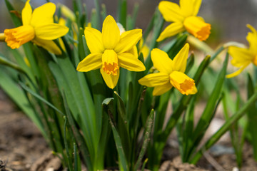 Yellow spring flowers. Spring yellow daffodils. Spring background.