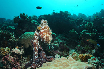 Octopus on a reef