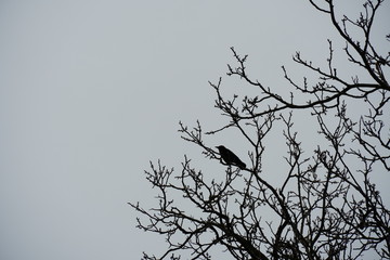 a raven or crow, a black bird sitting on a tree branch 