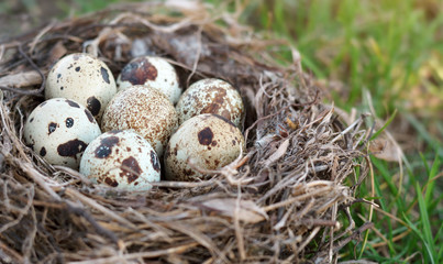 Seven speckled quail eggs in a nest on the green grass closeup. Shallow depth of field