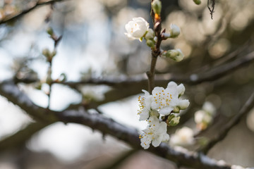 Obraz premium Plum tree covered with snow