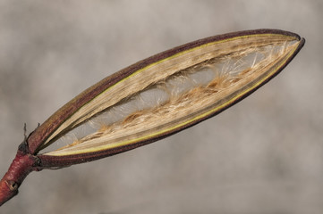 Nerium oleander open fruit presenting the brown seeds inside the rigid pod on a grayish background