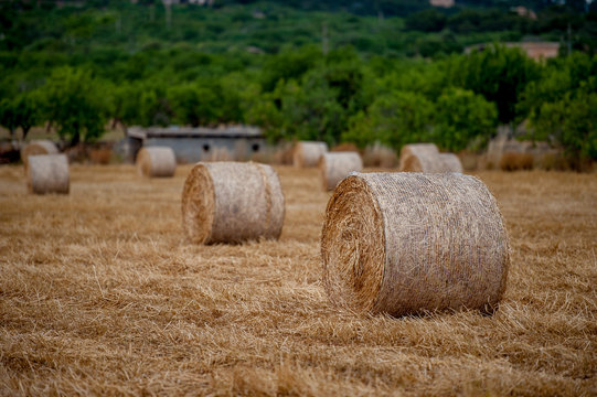 Heystack, Hayroll, Field, Straw,Sky, Harvest