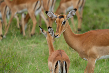 Herd of Impalas in wooded field