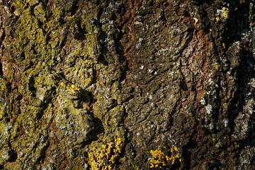 close up shot of a tree bark with a lot of contrast, natural lighting and accurate lifelike colors