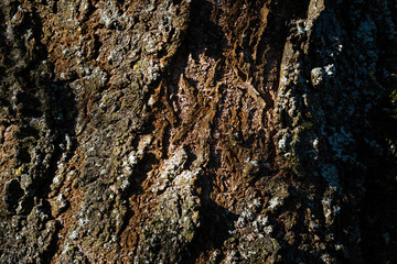 close up shot of a tree bark with a lot of contrast, natural lighting and accurate lifelike colors