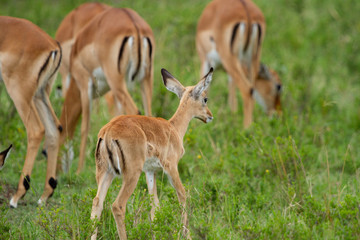 Naklejka na ściany i meble Herd of Impalas in wooded field