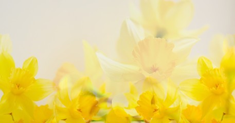 Beautiful floral abstract background. Yellow flowers on a white background. Place for text. Banner of flowers.