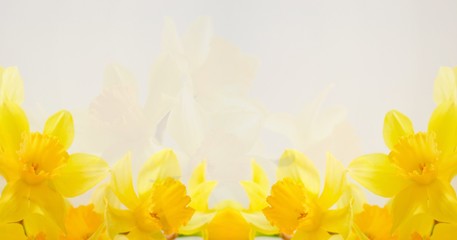 Beautiful floral abstract background. Yellow flowers on a white background. Place for text. Banner of flowers.
