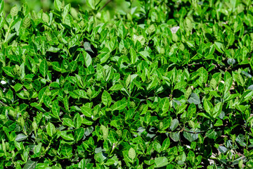 Textured natural background of many green leaves in shrubs that grow in a hedge or hedgerow in sunny spring garden