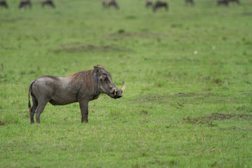 Warthog