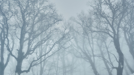 Misty foggy winter forest. Naked trees. Symmetrical composition