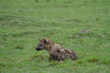 Hyena cub laying in grass