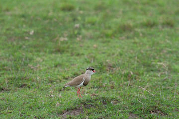 Bird in grass