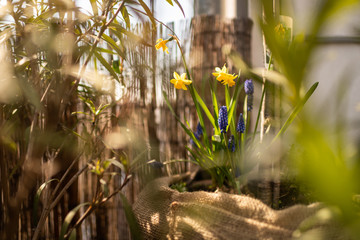 Urlaub auf Balkonien. Endlich Frühling. Pflanzen auf dem eigenen Balkon.
