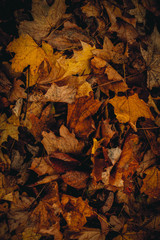 autumn leaves background