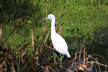 Fototapeta premium White Egret