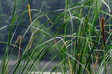 water, river, sky, lake, landscape, nature, summer, forest, blue, cloud, clouds, tree, green, trees, reflection, park, scene, pond, beautiful, grass, outdoors, day, season, view, spring