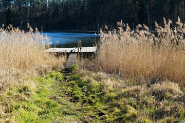 Wooden jetty among thick rushes by the lake on a sunny day. Gleboczek Lake, around the village of Piece, Bory Tucholskie, Poland