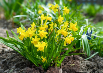  Petit Narcissus 'Tete-a-Tete' daffodils in a home garden. © V. J. Matthew