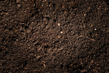 close up shot of a patch of dirt with a lot of contrast, natural lighting and accurate lifelike...