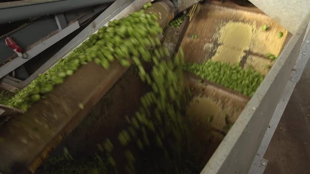 Hopfenernte Hallertau in Bayern