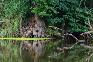 cat, animal, leopard, wildlife, mammal, wild, lion, nature, predator, water, feline, tree, fur, carnivore, lynx, river, forest, zoo, green, tiger, safari, spots, big, bobcat, eyes